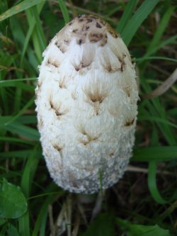 paddenstoel